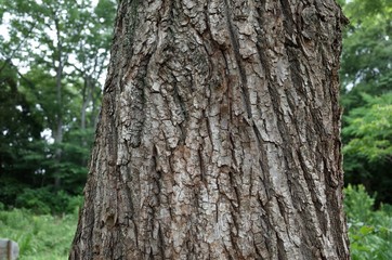 コゴメヤナギの樹皮