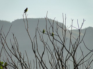 PARROTS IN THE CUP OF TREES IN THE CITY OF DELFINOPOLIS, MINAS GERAIS, BRAZIL