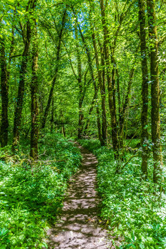 France, Natural regional park Causses du Quercy, Lot, Sensitive natural space, Moulin du Saut hiking trail, crest line of the Alzou canyon