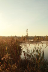 Russian forest. Morning fishing. Fog. Fascinating landscapes of the morning forest.