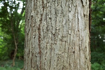 カツラの樹皮