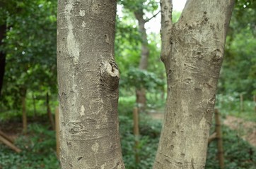 モチノキの樹皮