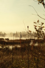 Russian forest. Morning fishing. Fog. Fascinating landscapes of the morning forest.