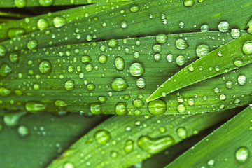 Green fresh leaves with raindrops. Close up background.