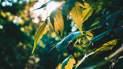 Vintage photo of bench at the lake