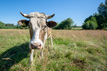Krowy z podlasia © Piotr