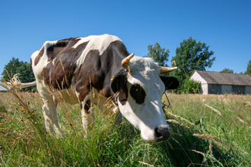 Krowy z podlasia © Piotr