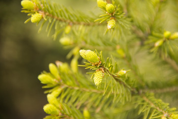 Spruce green branches in spring with fresh needles