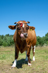 Krowy z podlasia © Piotr