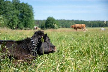 Krowy z podlasia © Piotr