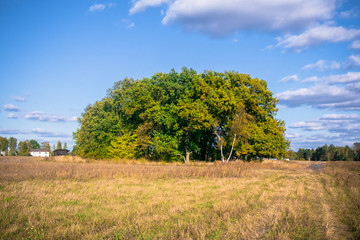 Relic oaks with lush crowns illuminated by the cold autumn sun.Beautiful ancient oak grove Golden autumn.