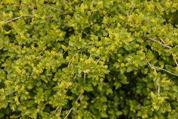 Green leaves on the tree and shrubs. Greens in the parks.
