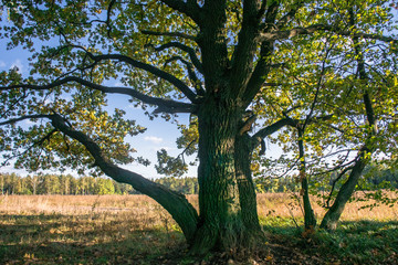 Relic oaks with lush crowns illuminated by the cold autumn sun.Beautiful ancient oak grove Golden autumn.