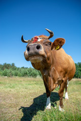 Krowy z podlasia © Piotr