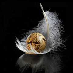 one raw quail egg with a white feather on the black background