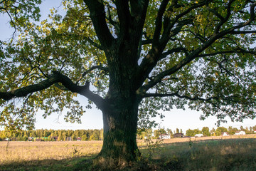 Relic oaks with lush crowns illuminated by the cold autumn sun.Beautiful ancient oak grove Golden autumn.