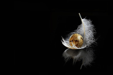 one raw quail egg with a white feather on the black background