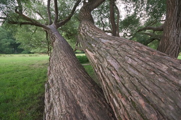 Baumskulptur im Wiesengrund