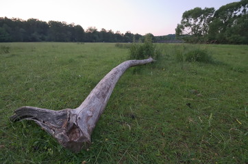 Fototapeta premium Baustamm auf der Wiese