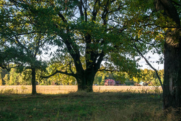 Relic oaks with lush crowns illuminated by the cold autumn sun.Beautiful ancient oak grove Golden autumn.
