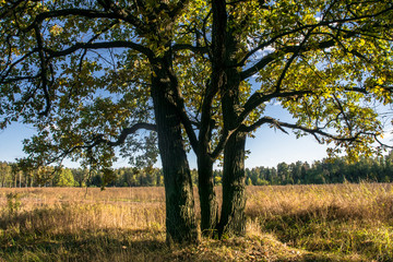 Relic oaks with lush crowns illuminated by the cold autumn sun.Beautiful ancient oak grove Golden autumn.