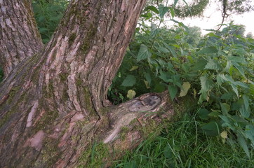 Baumskulptur im Wiesengrund
