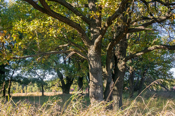 Relic oaks with lush crowns illuminated by the cold autumn sun.Beautiful ancient oak grove Golden autumn.