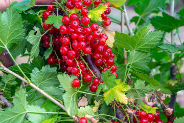 Red currants in the summer garden. Garden background.
