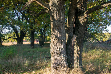 Relic oaks with lush crowns illuminated by the cold autumn sun.Beautiful ancient oak grove Golden autumn.
