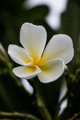 Fototapeta na wymiar White flower garden beside my house