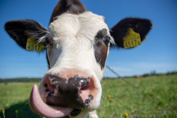 Krowy z podlasia - obrazy, fototapety, plakaty