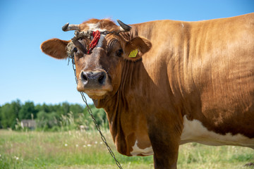 Krowy z podlasia © Piotr