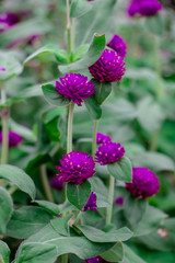 Purple flower garden beside my house