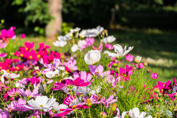 Obraz premium Uplifting colorful Cosmos flowers under the cheerful sunlight. Popular decorative plant for landscaping of public and private recr. Floriculture, happiness.