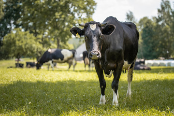Krowy z podlasia © Piotr