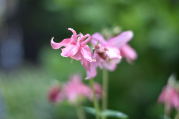 Obraz premium Blühende Akelei (Aquilegia)