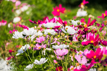Obraz na płótnie Canvas Uplifting colorful Cosmos flowers under the cheerful sunlight. Popular decorative plant for landscaping of public and private recr. Floriculture, happiness.