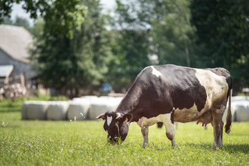 Krowy z podlasia © Piotr