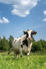 Krowy z podlasia - obrazy, fototapety, plakaty
