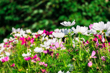 Uplifting colorful Cosmos flowers under the cheerful sunlight. Popular decorative plant for landscaping of public and private recr. Floriculture, happiness.