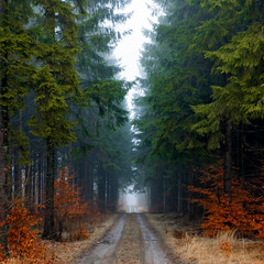 Foogy road in forest during autumn