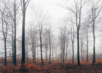 Fototapeta na wymiar Tall trees of forest in fog