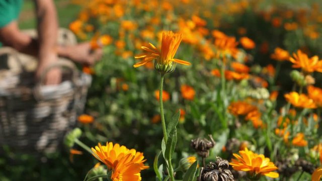 Gardener harvesting calendula officinalis plants