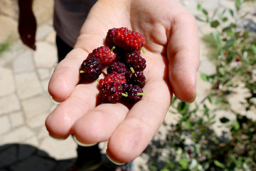 Fresh mulberry fruit in hand