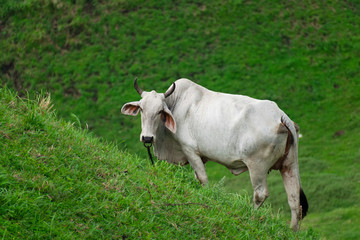 Cow in field