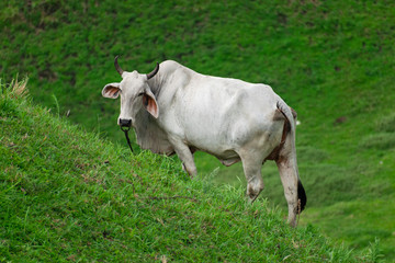 Cow in field