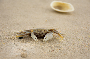 The cute sea crab is shocked when encountering an intruder.