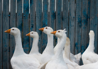  white geese on a farm near the fence