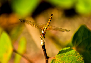 Dark dragonfly pattern in the garden