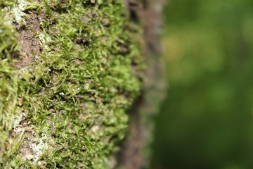 green moss on tree